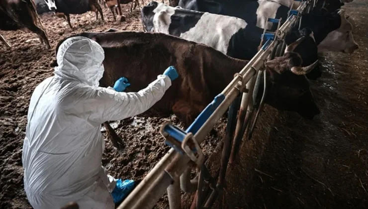 Pipis: “Şap hastalığı için Avrupa Komisyonu tarafından verilen 500 bin doz aşı Kıbrıs Türk tarafına teslim edildi”