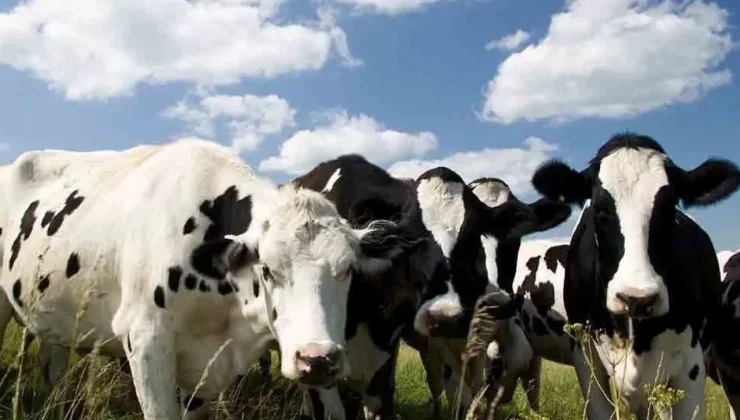 Livadya’da şap alarmı