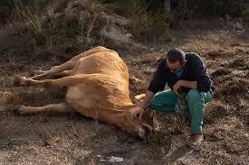 Güney Kıbrıs şap hastalığıyla ilgili ktirik eşikte