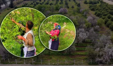 Kilogramı 150 TL! Baharın ilk meyvesinin hasadı başladı