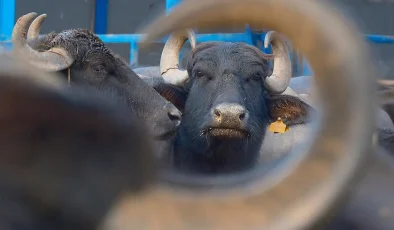 Türkiye’nin yeni “süper” ırkı! Anadolu mandası Hindistanlı “Murrah” ile buluştu, verim tam iki katına çıktı