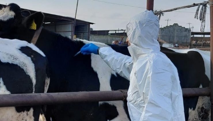 Şap hastalığı konusunda KKTC’de izlenen farklı tutum AB Komisyonu’nun gündemine getirildi