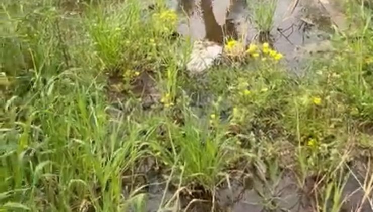 Lefke Çevre ve Ekoloji Derneği: “Çevrenin korunması, yalnızca kurumların değil tüm bireylerin ortak sorumluluğu”