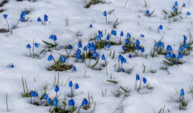 Kars’ta baharda çiçekler kar altında kaldı