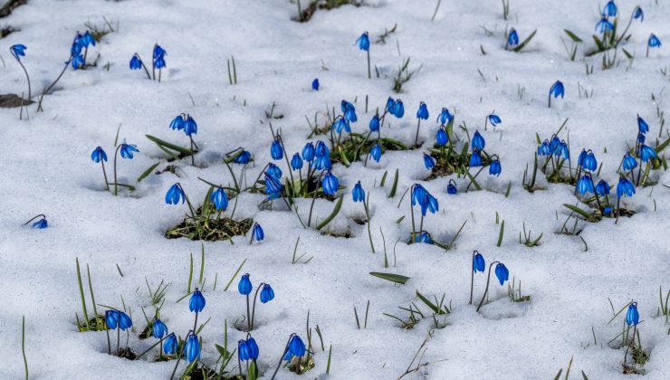 Kars’ta baharda çiçekler kar altında kaldı