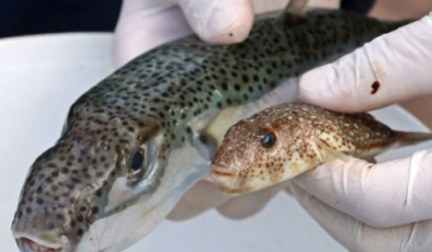 HP Balon Balığının büyük tehlike arz ettiğini söyledi ve teşviklerin arttırılması çağrısında bulundu