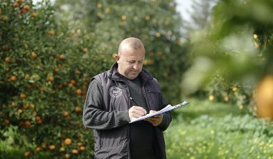 Asya turunçgil psillidine karşı biyolojik mücadele sürüyor