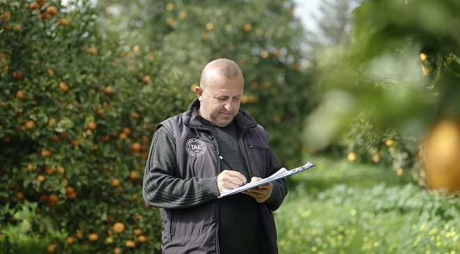 Asya turunçgil psillidine karşı biyolojik mücadele sürüyor