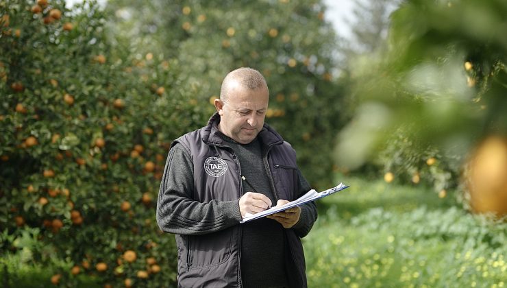 Asya turunçgil psillidine karşı biyolojik mücadele sürüyor
