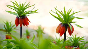 Muş’ta Ters Laleler Açtı