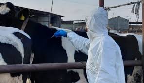 Dün eylem yapan Rum hayvancılar Rizoelia çemberini kapattı….Şap hastalığıyla ilgili gelişmeler…