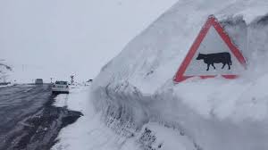 Nisan sonunda lapa lapa yağdı, trafik tabelaları kara gömüldü!