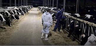 Hristodulidis şap hastalığı hakkında konuştu…Nadir ırklarda da şap hastalığı görüldü