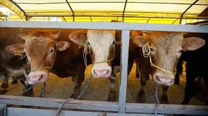 Kurban pazarlarında hareketlilik başladı! İşte büyükbaş hayvan fiyatları