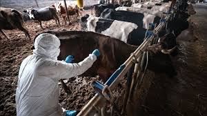 Güney Kıbrıs’ta şap hastalığında son durum…