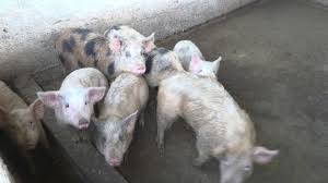 Güney Kıbrıs’ta şap hastalığı domuz çiftliklerine de sıçradı