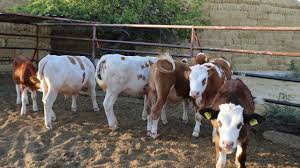 Şap hastalığı yayılıyor…Yedi çiftlikte daha hastalık tespit edildi