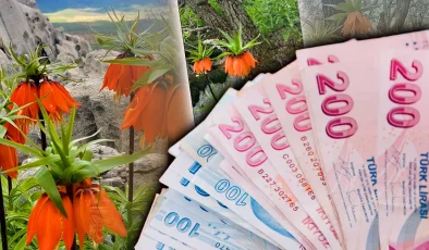 Koparana 700 bin lira ceza! Bu çiçek yılda sadece 20 gün yaşayabiliyor