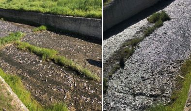 Ulaş Gölü’nde toplu balık ölümleri inceleniyor