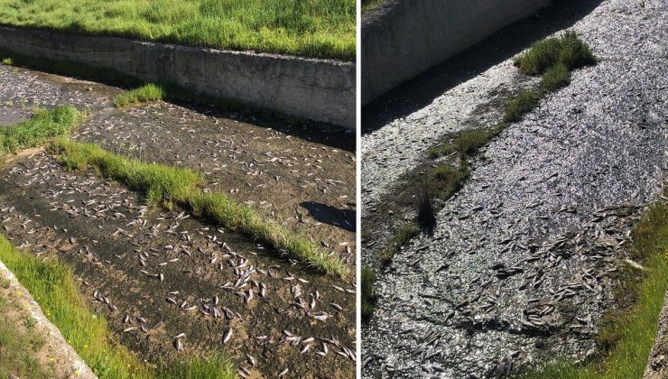 Ulaş Gölü’nde toplu balık ölümleri inceleniyor