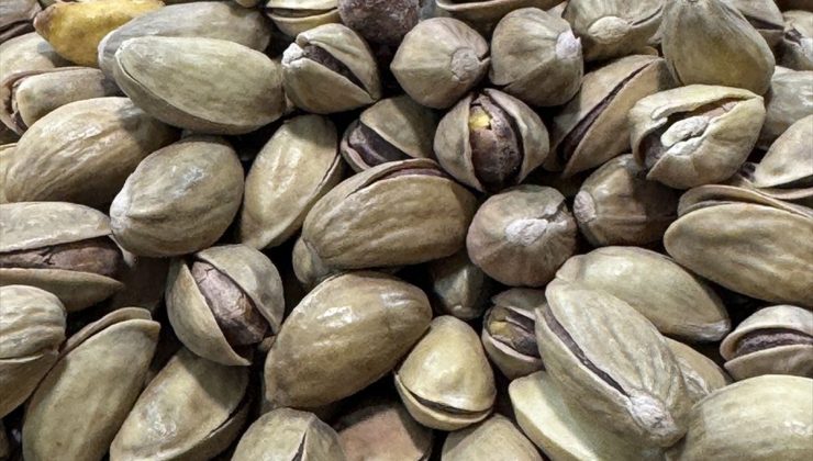 Türkiye Fıstık İhracatında Artış