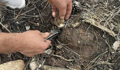 Kastamonu’da yanan ormanlık alanın küllerinden servet doğdu