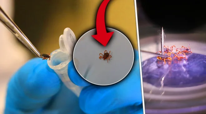 14 derecede ‘görünmez’ tehlike! Sıcaklık arttı vakalar başladı! Geçmişte öldürmüyordu, artık öldürüyor