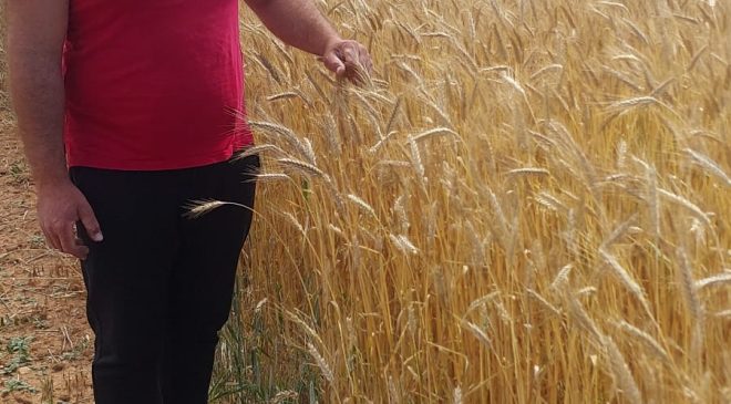 Mormenekşe’deki deneme parsellerinde 4 arpa çeşidi öne çıktı