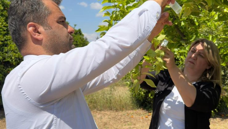 Narenciyede yeşillenme hastalığına karşı başlatılan biyolojik mücadelede başarı…