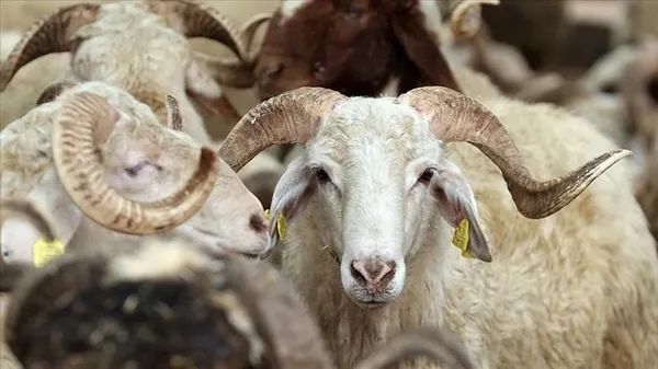 Kurban Bayramı mesajları… (2)