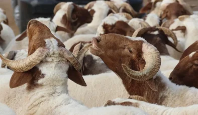 Bayramda 3 milyondan fazla kurbanlık kesilmesi bekleniyor