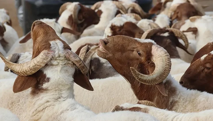 Bayramda 3 milyondan fazla kurbanlık kesilmesi bekleniyor