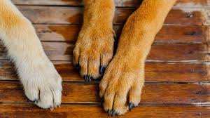 Sipahi’de köpeğin öldürülmesi olayıyla ilgili 66 yaşında bir kişi tutuklandı