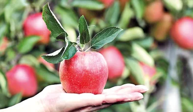 Elma üreticide ucuz markette lüks oldu! Yüzde 393’lük makas var