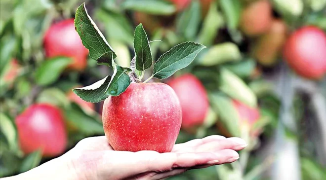 Elma üreticide ucuz markette lüks oldu! Yüzde 393’lük makas var