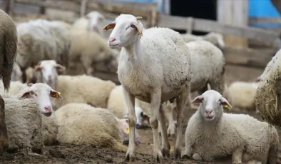 Esnaftan vatandaşa jest! “Kesmeyen kalmasın” dediler, kurbanlık fiyatlarını düşürdüler