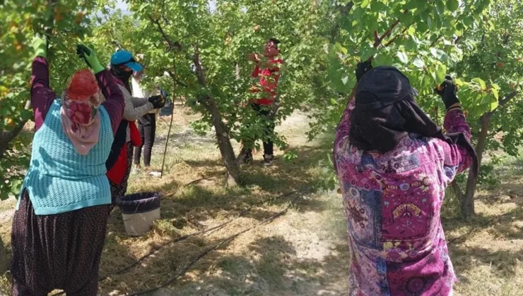 Hasat başladı, verim çiftçinin yüzünü güldürüyor! Tarlada kilosu 250 lira