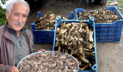 Küle dönen ormandan fışkırıyor! Tazesinin kilosu bin, kurutulmuşu 7 bin 500 TL