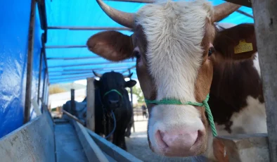 Kurban etinde tehlike sinyalleri: Pıhtılaşmayan kana dikkat!