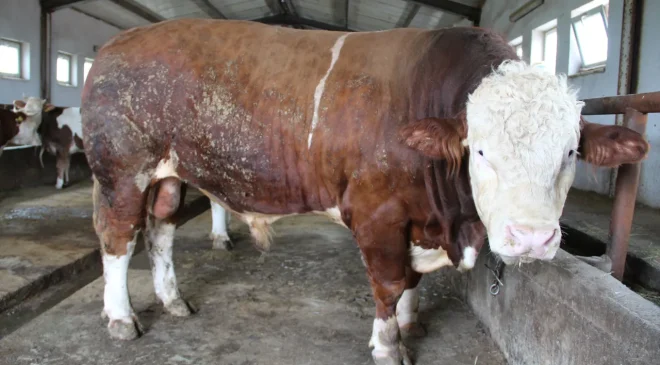 Kurban pazarının en büyüğü! 1,5 tonluk Tosun Paşa alıcısını bekliyor