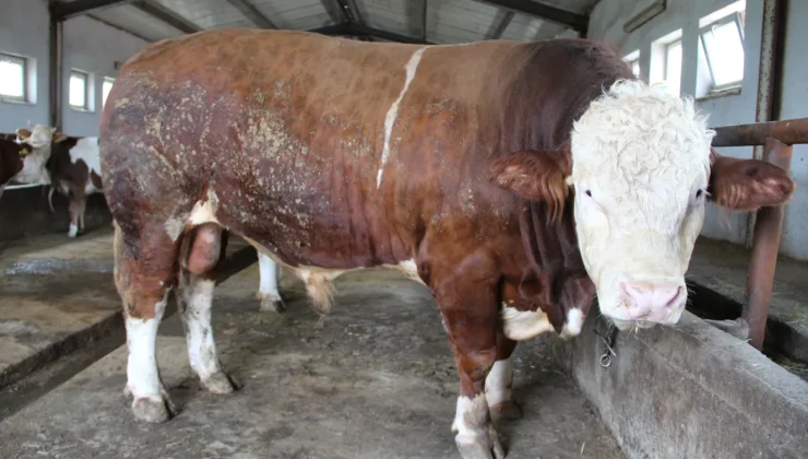 Kurban pazarının en büyüğü! 1,5 tonluk Tosun Paşa alıcısını bekliyor