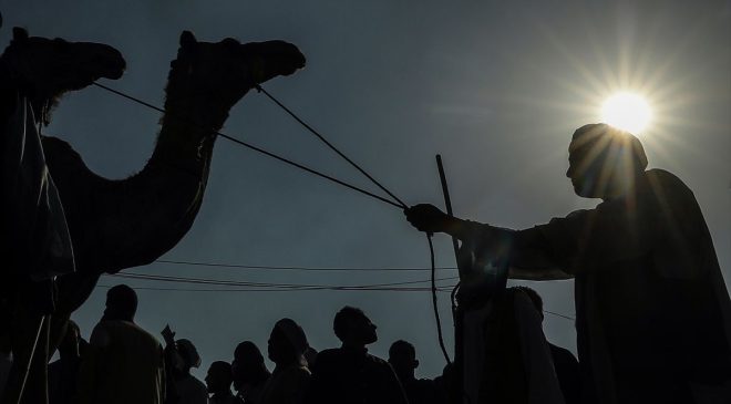 Mısır’da Kurban Bayramı Öncesi Deve Pazarı Yoğun