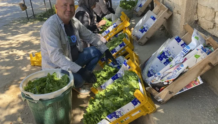 Üreticiye çifte kazanç! Meyvesi 90, yaprağı 120 lira