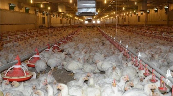 Türkiye Adalet Bakanı Gürlek: “Beyaz et sektöründe 13 firmaya kayyım atandı”