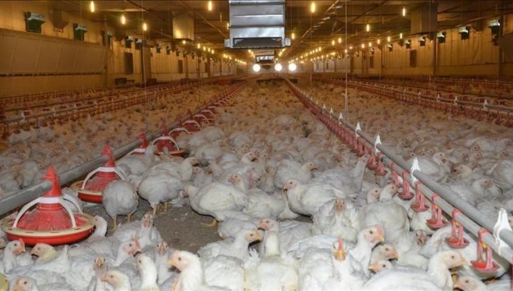 Türkiye Adalet Bakanı Gürlek: “Beyaz et sektöründe 13 firmaya kayyım atandı”