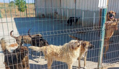 Gazimağusa Belediyesi, son beş yılda 600’ü aşkın hayvanı kısırlaştırdı