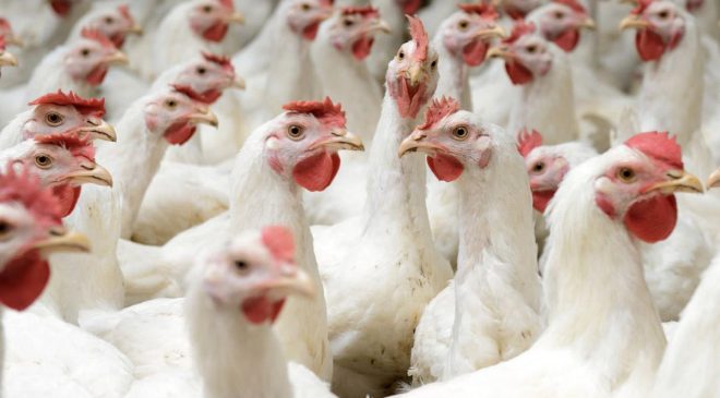 4 beyaz et şirketinin kayyum kararı iptal edildi