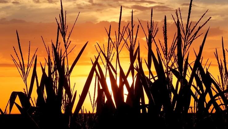 Food inflation is finally slowing. So why could your supermarket bill start rising again?