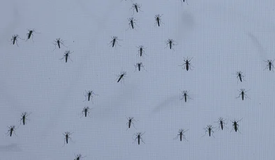 Common mosquito, Asian tiger mosquito: Germany faces mosquito plague