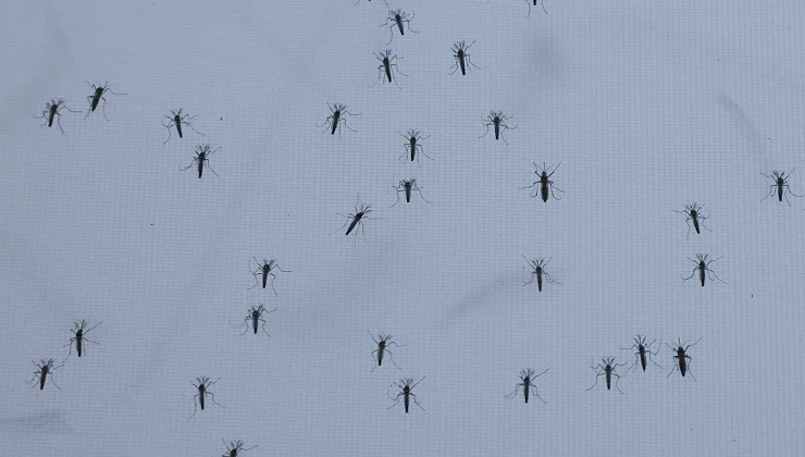 Common mosquito, Asian tiger mosquito: Germany faces mosquito plague